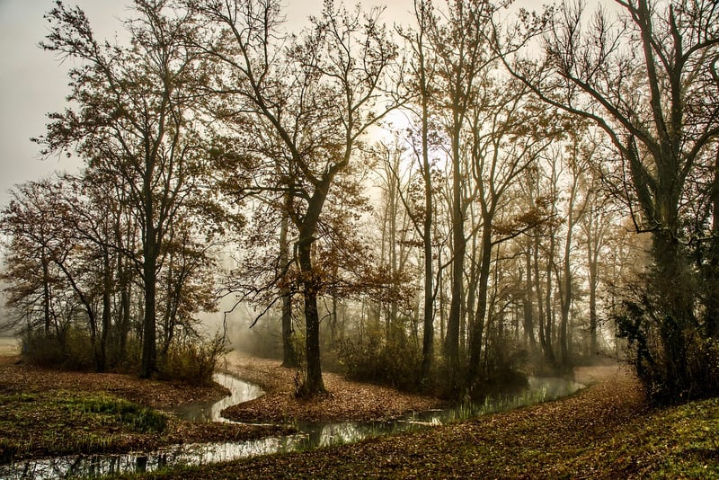 Mystical Forest